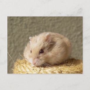 Campbells Dwarf Russian Hamster, Argente Postcard