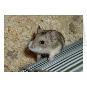 Campbells Hamster
