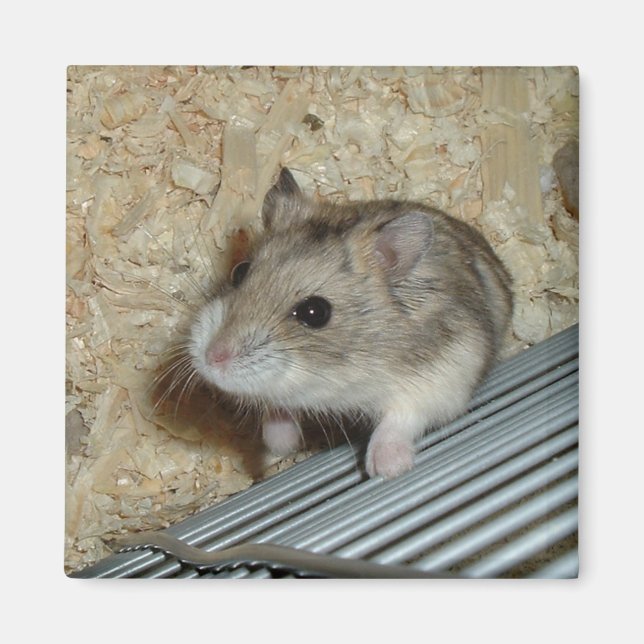 Campbells Hamster Magnet (Front)