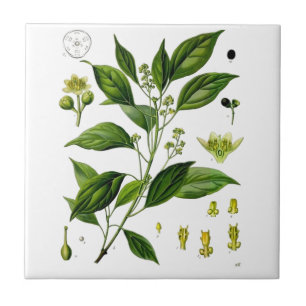 Camphor Tile