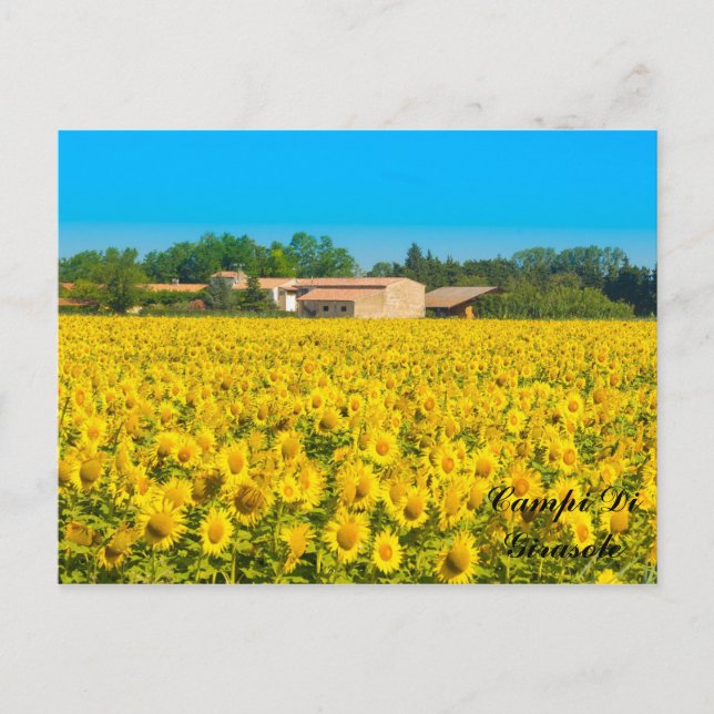 Campi Di Girasole. Postcard (Front)