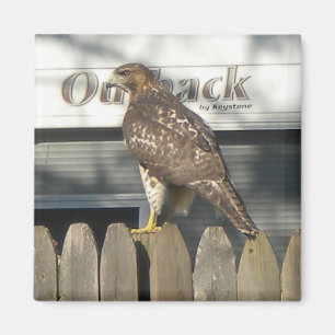 Camping Hawk Magnet