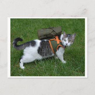 Camping Kitty Postcard