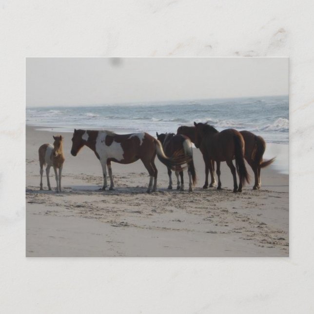 Camping on Assateague Island Postcard (Front)