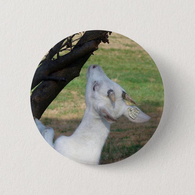 Can I Climb This Tree? 2 Inch Round Button (Front)