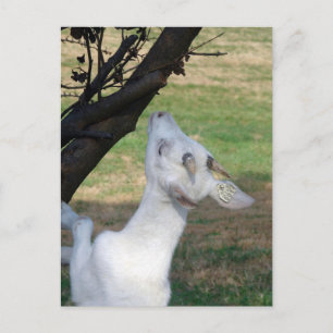 Can I Climb This Tree? Postcard