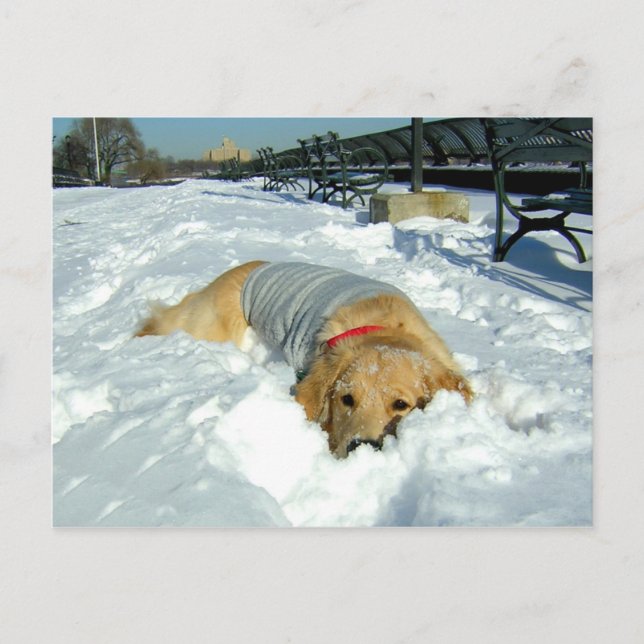 CAN I STAY HERE? POSTCARD (Front)