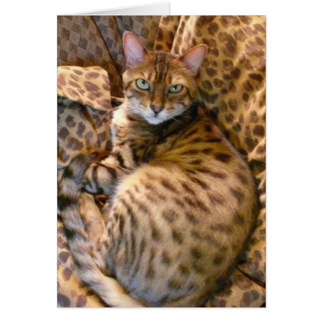 Can you see me? (Front)