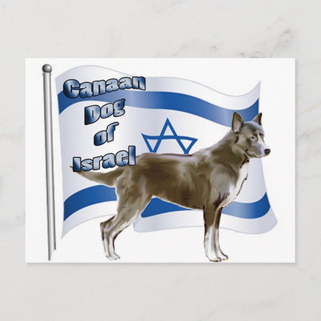 Canaan dog of Israel Postcard (Front)