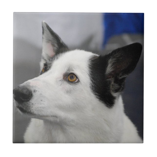Canaan Dog  Tile (Front)