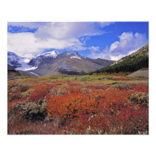 Canada, Alberta, Banff NP. Huckleberries bloom Photo Print