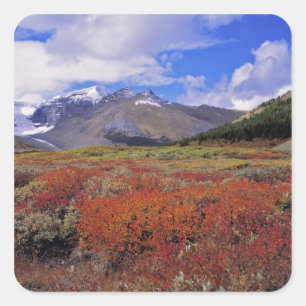 Canada, Alberta, Banff NP. Huckleberries bloom Square Sticker
