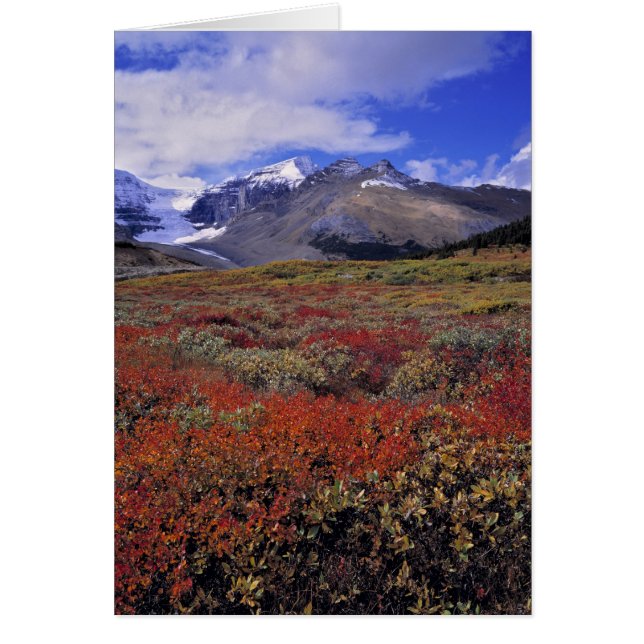 Canada, Alberta, Banff NP. Huckleberries provide (Front)