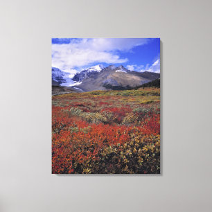 Canada, Alberta, Banff NP. Huckleberries provide Canvas Print