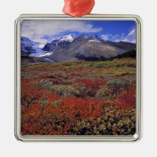Canada, Alberta, Banff NP. Huckleberries provide Metal Ornament