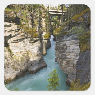 Canada, Alberta, Jasper National Park, Athabasca 2 Square Sticker