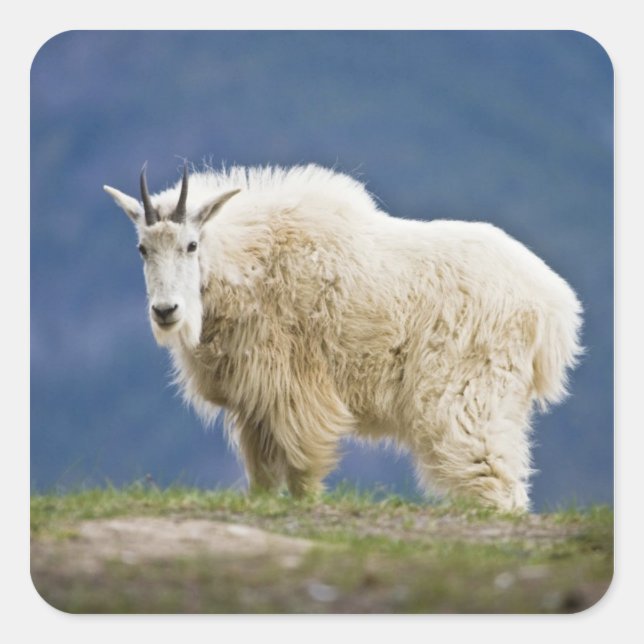 Canada, Alberta, Jasper National Park, Square Sticker (Front)