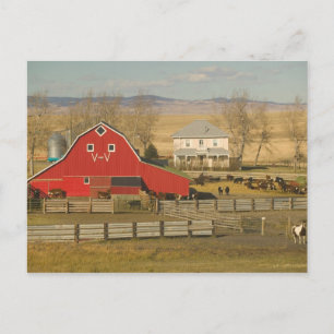 Canada, Alberta, Pincher Creek: Red Barn & Ranch Postcard