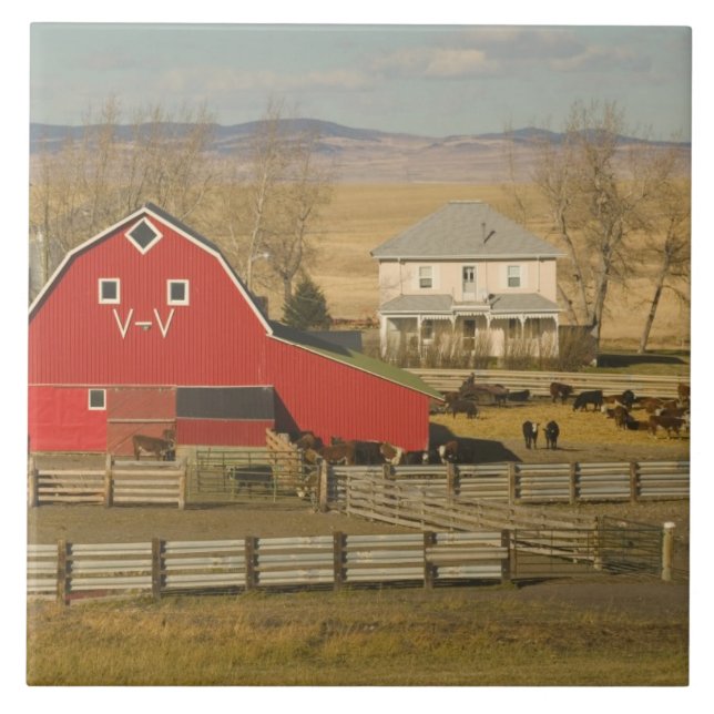 Canada, Alberta, Pincher Creek: Red Barn & Ranch Tile (Front)