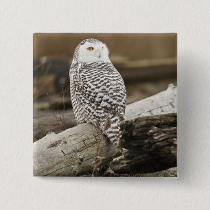 Canada, Boundary Bay, Snowy Owl 2 Inch Square Button