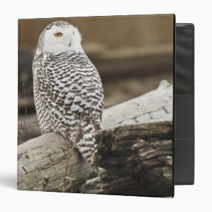 Canada, Boundary Bay, Snowy Owl Binder