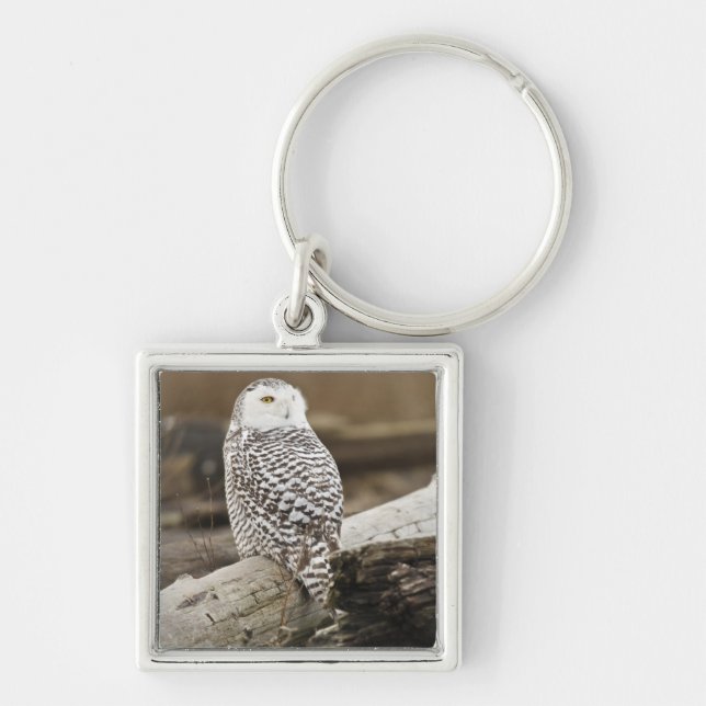 Canada, Boundary Bay, Snowy Owl Keychain (Front)
