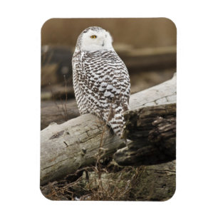 Canada, Boundary Bay, Snowy Owl Magnet