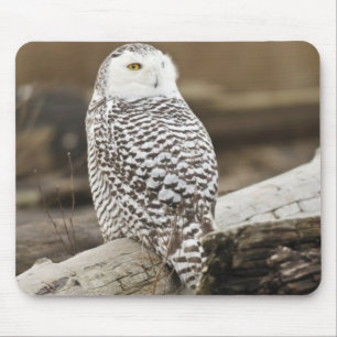 Canada, Boundary Bay, Snowy Owl Mouse Pad