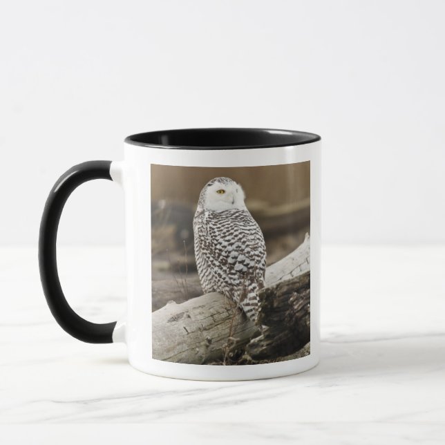 Canada, Boundary Bay, Snowy Owl Mug (Left)