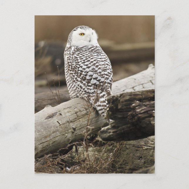 Canada, Boundary Bay, Snowy Owl Postcard (Front)