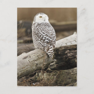 Canada, Boundary Bay, Snowy Owl Postcard
