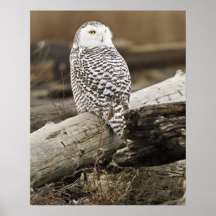Canada, Boundary Bay, Snowy Owl Poster