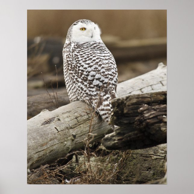 Canada, Boundary Bay, Snowy Owl Poster (Front)