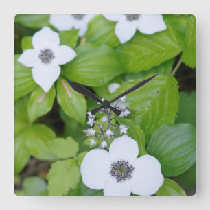 Canada, British Columbia. Dwarf Dogwood Square Wall Clock