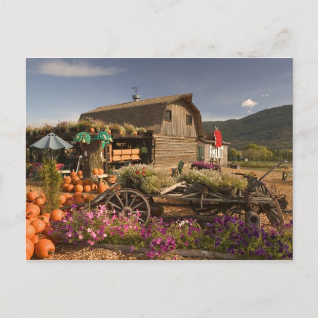 CANADA, British Columbia, Enderby. Log Barn Postcard (Front)