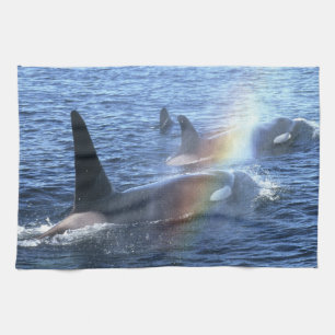 Canada, British Columbia, Johnstone Straight, Kitchen Towel