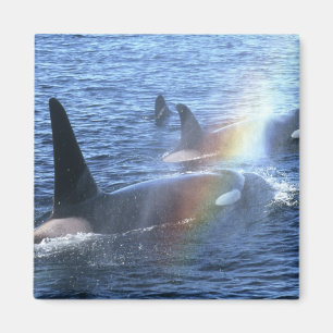 Canada, British Columbia, Johnstone Straight, Magnet