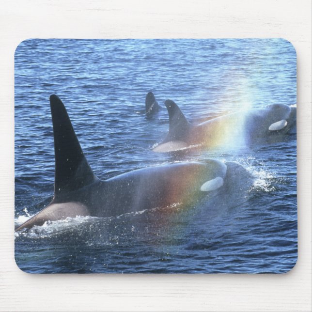 Canada, British Columbia, Johnstone Straight, Mouse Pad (Front)