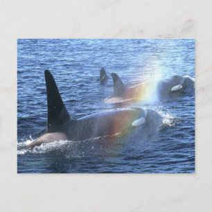 Canada, British Columbia, Johnstone Straight, Postcard