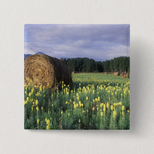 Canada, British Columbia, Kitwanga. Yellow 2 Inch Square Button
