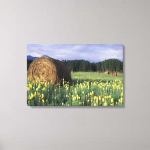 Canada, British Columbia, Kitwanga. Yellow Canvas Print