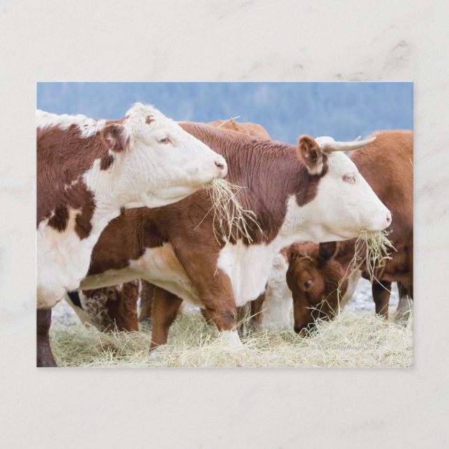 Canada, British Columbia, Pemberton Postcard (Front)