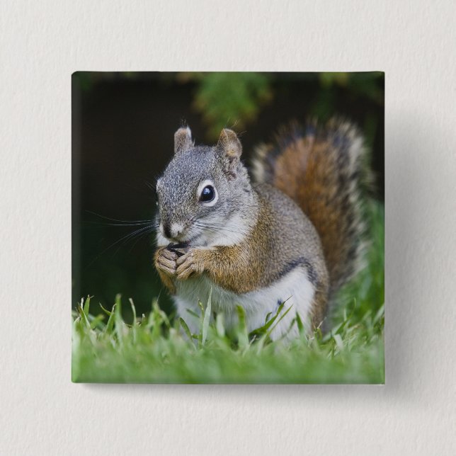 Canada, British Columbia, Red Squirrel Pine 2 Inch Square Button (Front)