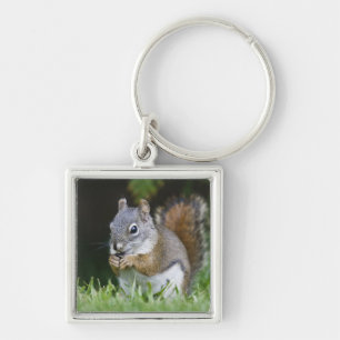 Canada, British Columbia, Red Squirrel Pine Keychain