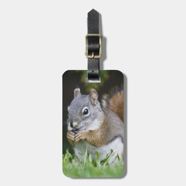 Canada, British Columbia, Red Squirrel Pine Luggage Tag (Front Vertical)