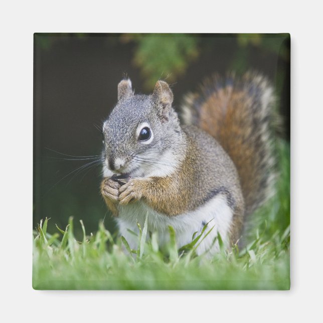 Canada, British Columbia, Red Squirrel Pine Magnet (Front)