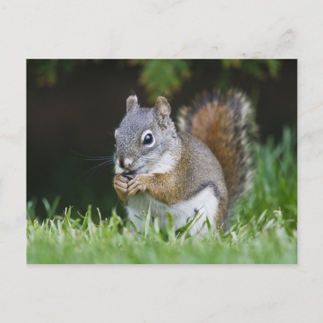 Canada, British Columbia, Red Squirrel Pine Postcard (Front)