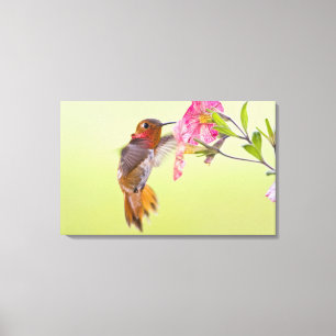 Canada, British Columbia, Rufous Hummingbird Canvas Print