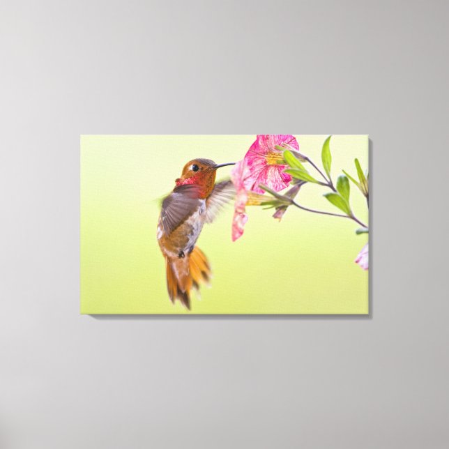 Canada, British Columbia, Rufous Hummingbird Canvas Print (Front)