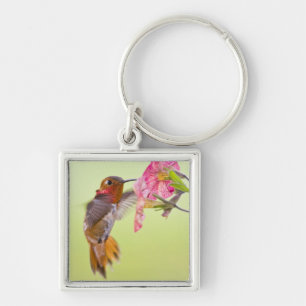 Canada, British Columbia, Rufous Hummingbird Keychain
